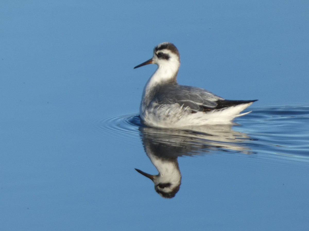 Red Phalarope - ML644884554