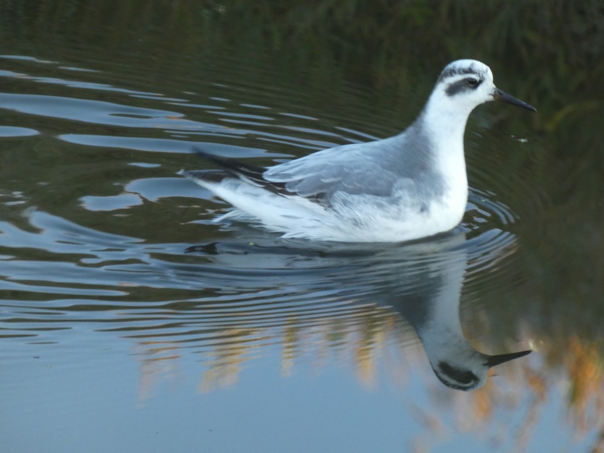 Red Phalarope - ML644884555