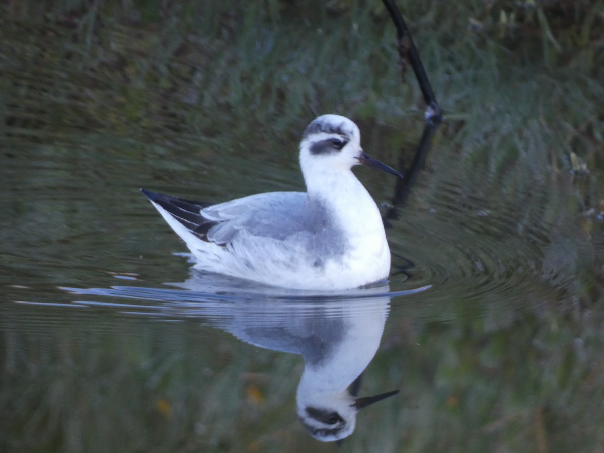 Red Phalarope - ML644884559