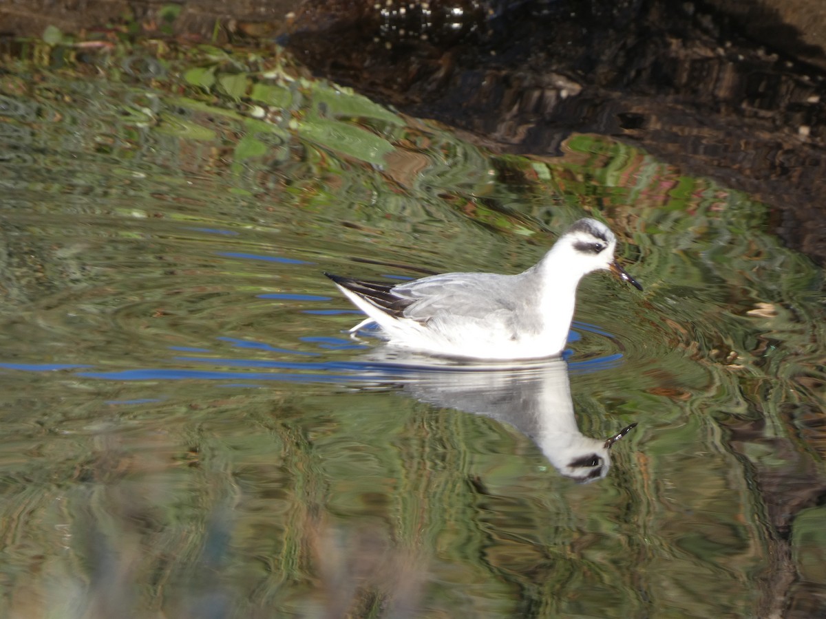 Red Phalarope - ML644884560