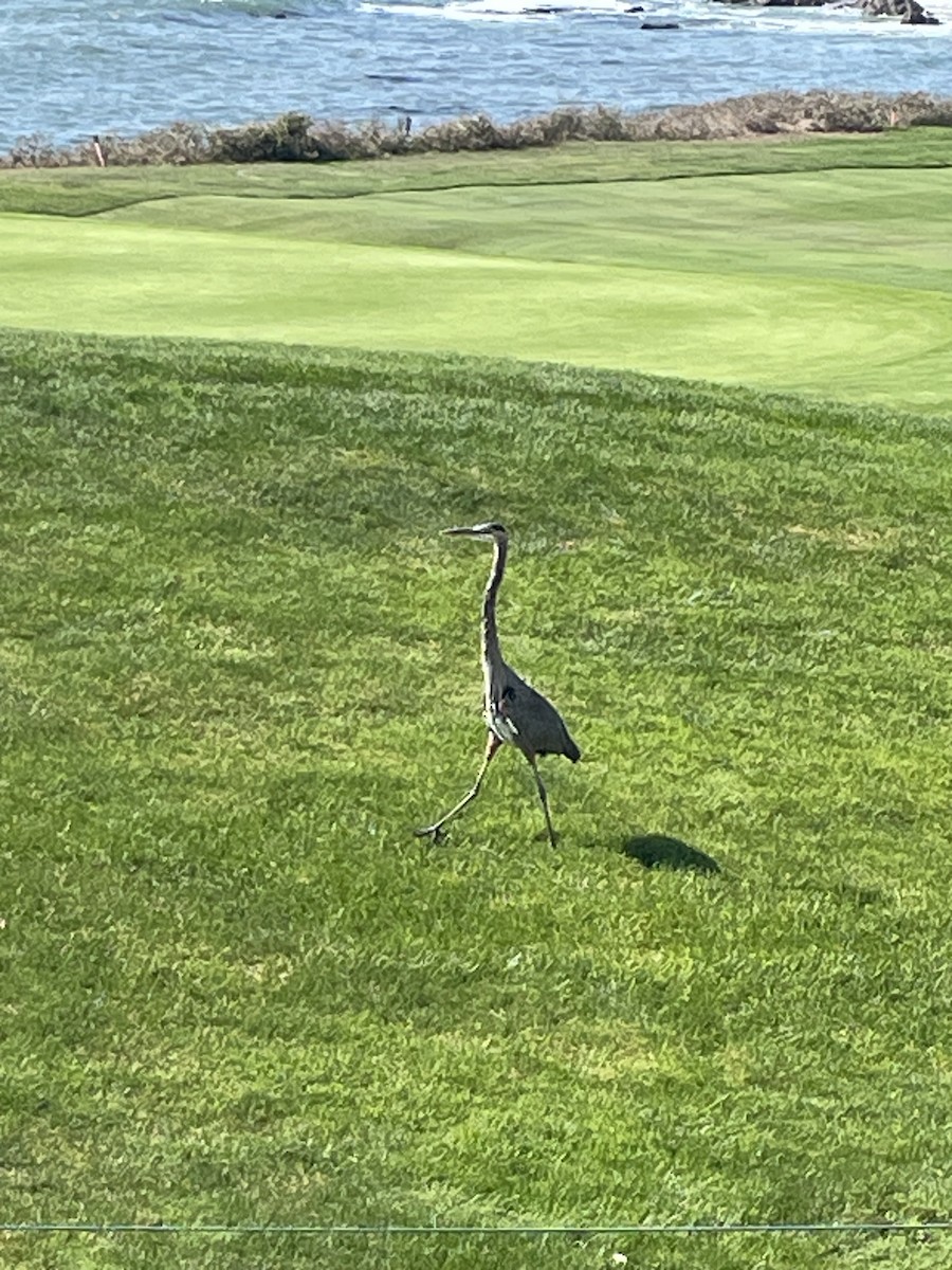 Great Blue Heron - ML644884578