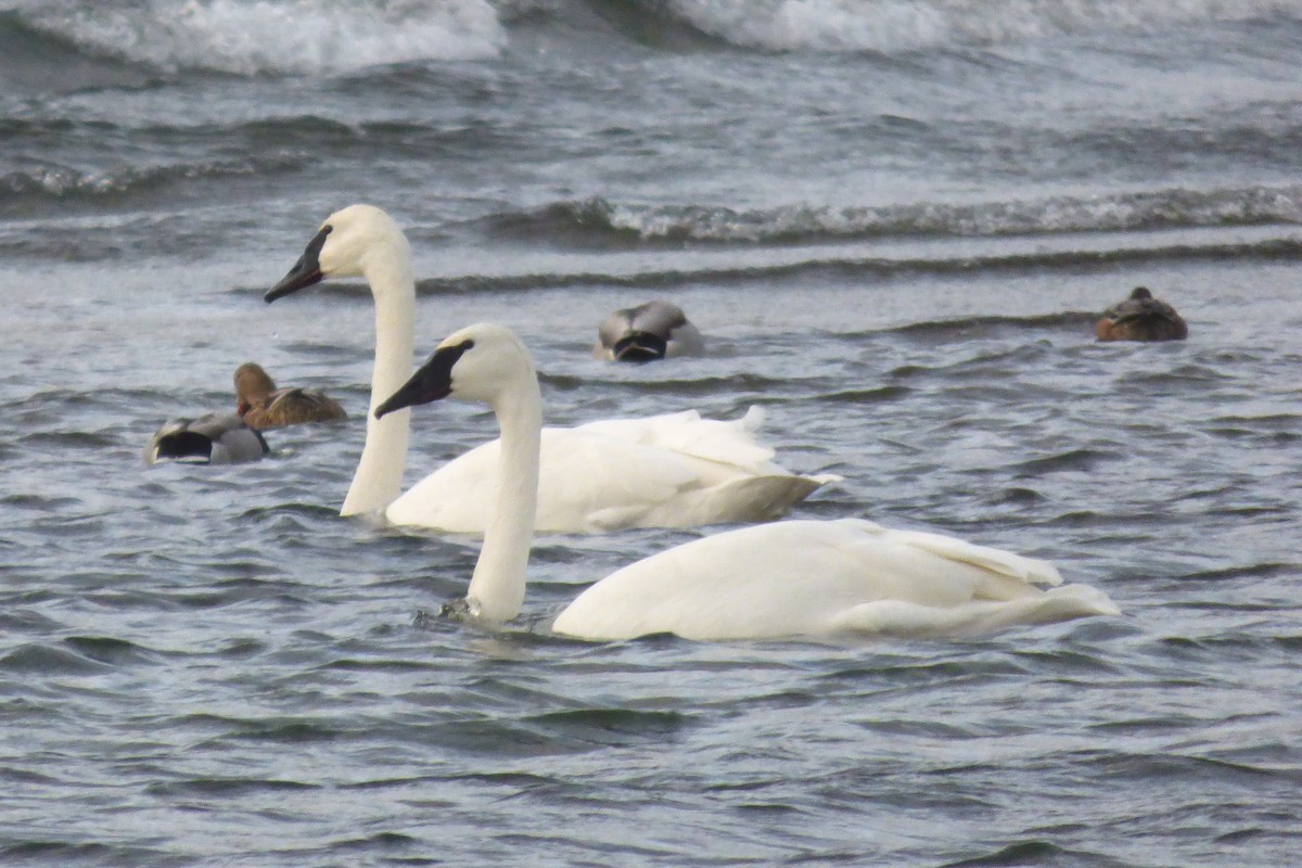 Trumpeter Swan - ML644884606