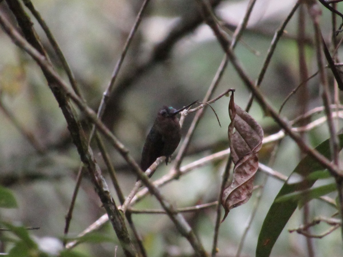 Green-fronted Lancebill - ML644884613
