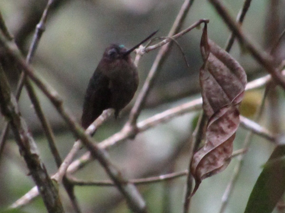 Green-fronted Lancebill - ML644884614
