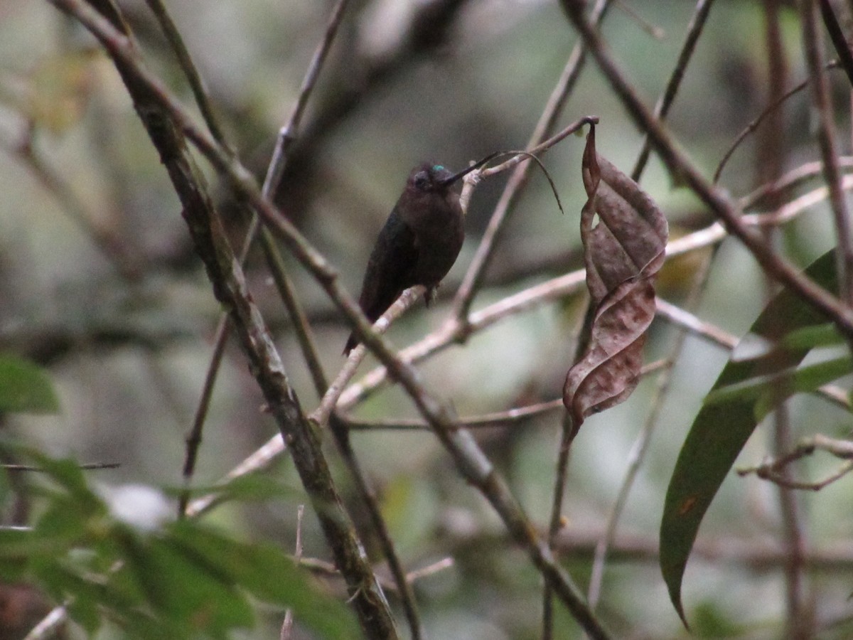 Green-fronted Lancebill - ML644884615