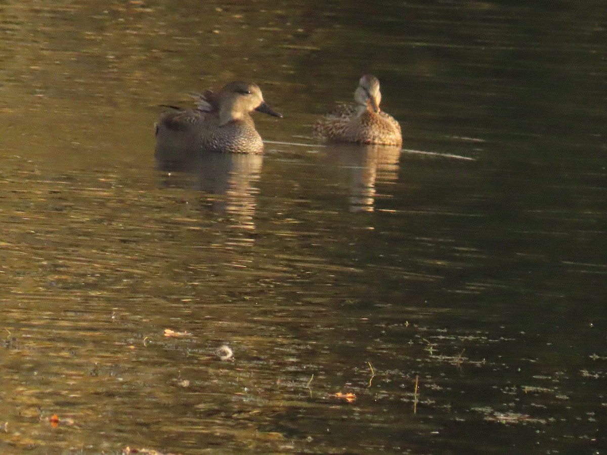 Gadwall - ML644884616