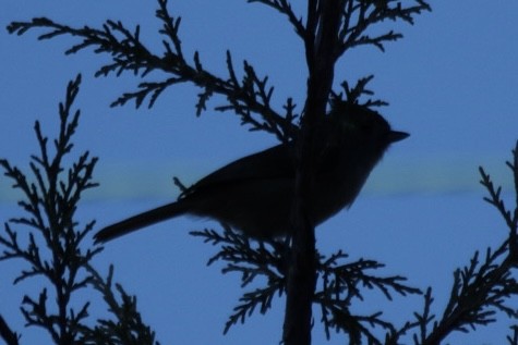 Oak Titmouse - ML644884619