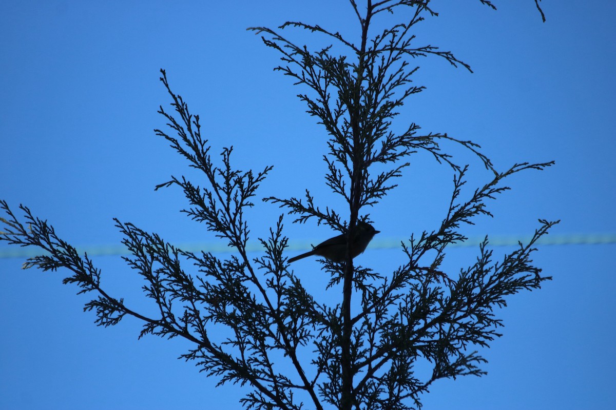 Oak Titmouse - ML644884620