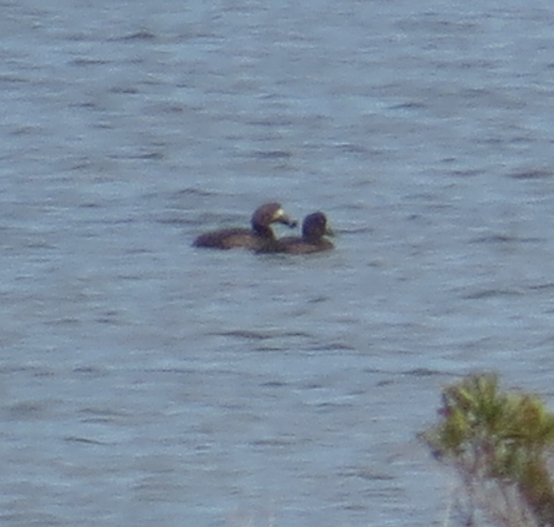 Bergente - ML644884624