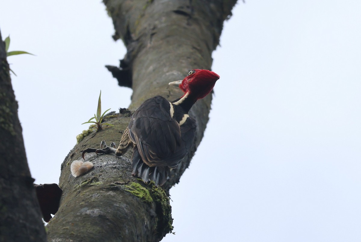 Pale-billed Woodpecker - ML644884625