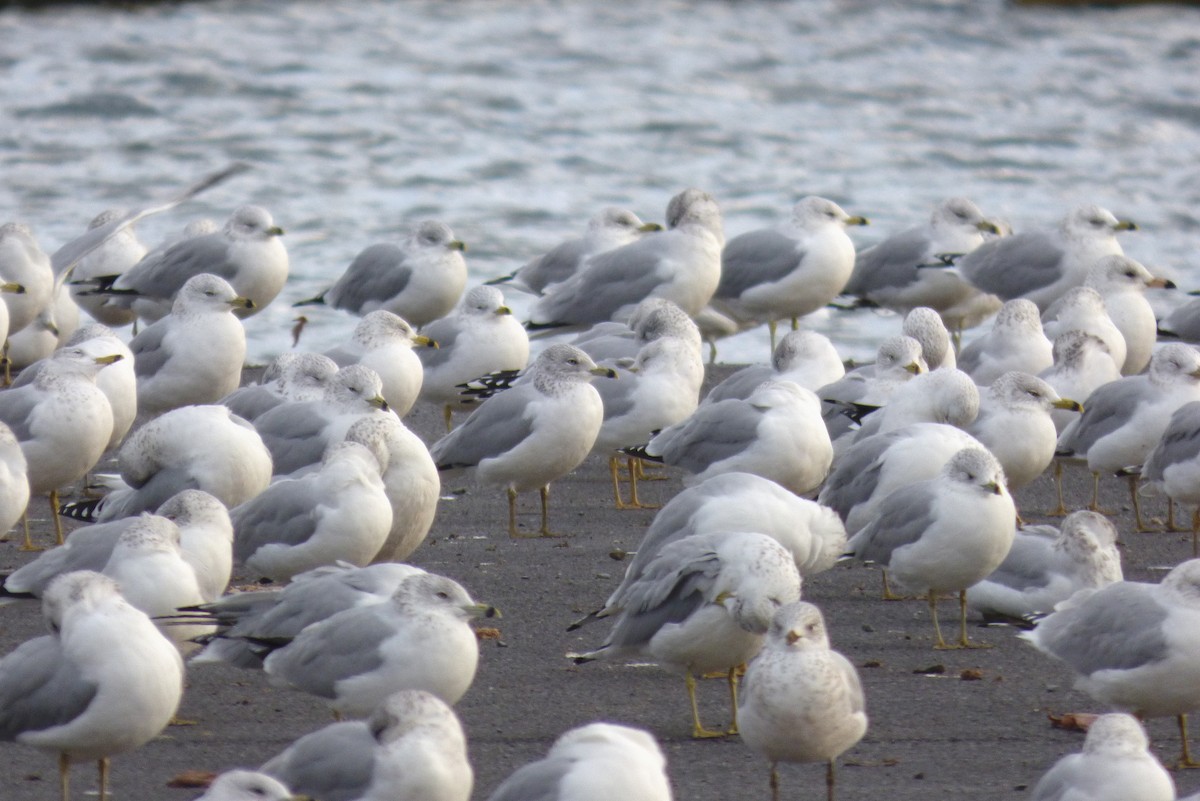 Ring-billed Gull - ML644884640