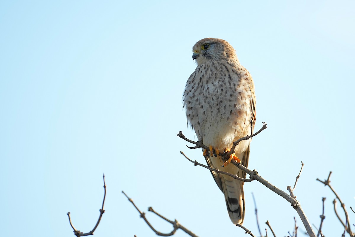 Eurasian Kestrel - ML644884643