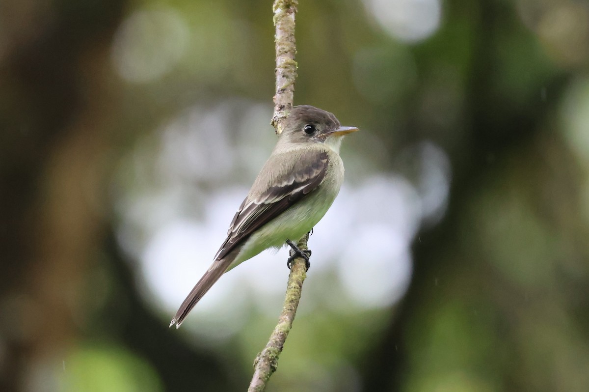 Northern Tropical Pewee - ML644884649
