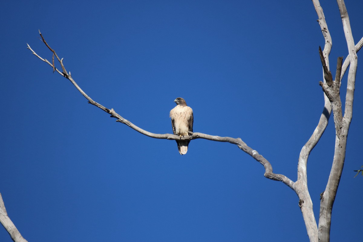 Red-tailed Hawk - ML644884651