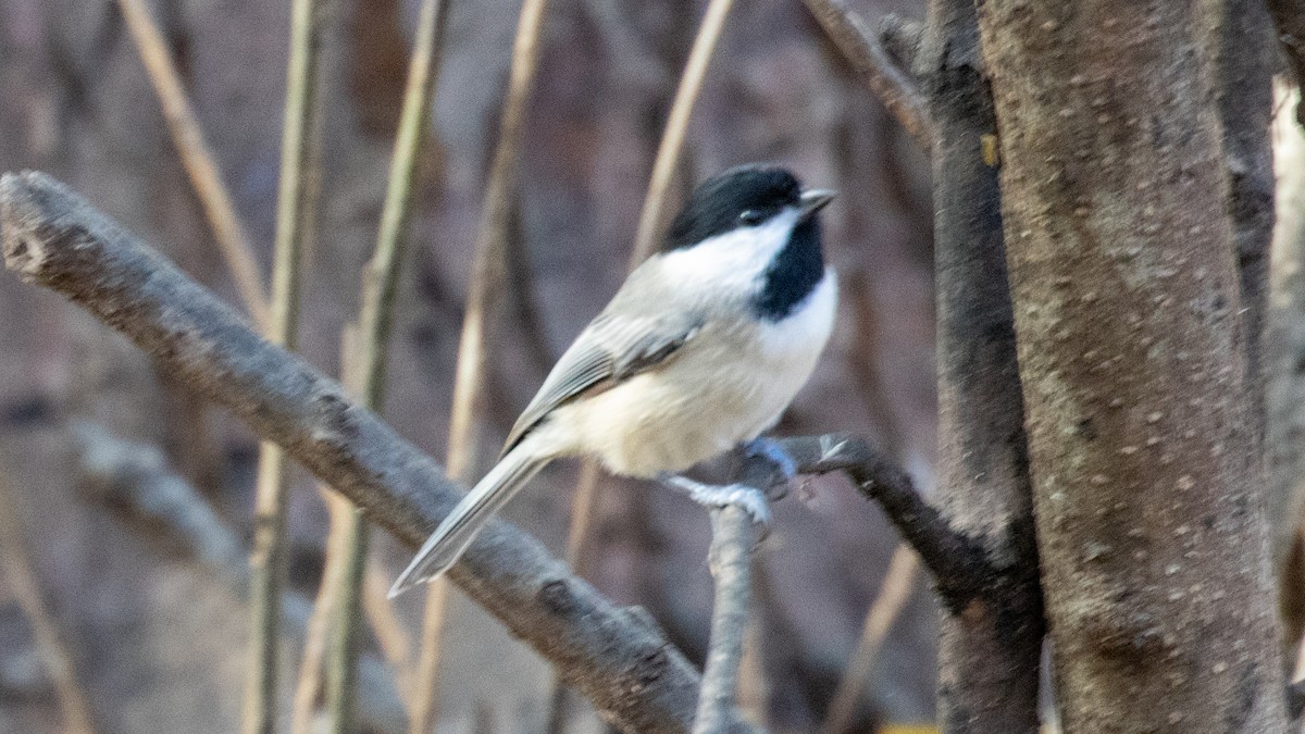 Carolina Chickadee - ML644884652