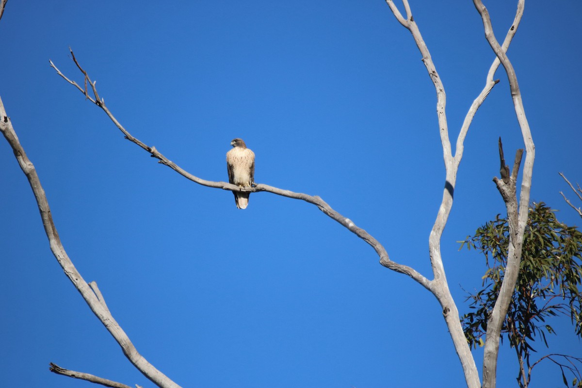 Red-tailed Hawk - ML644884653