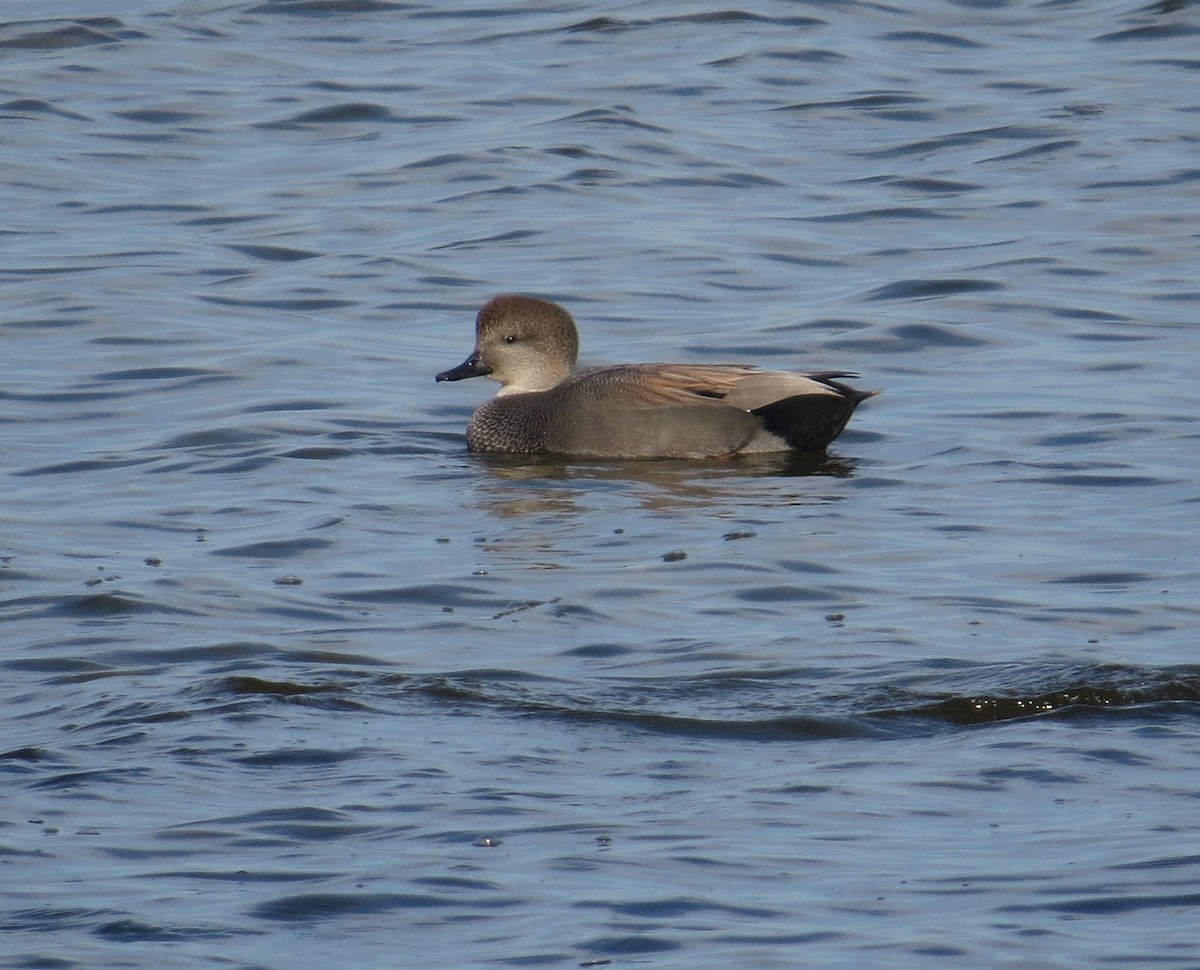 Gadwall - ML644884655