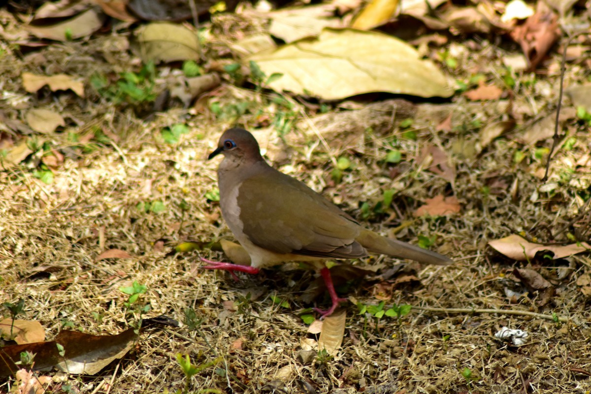 White-tipped Dove - ML644884657