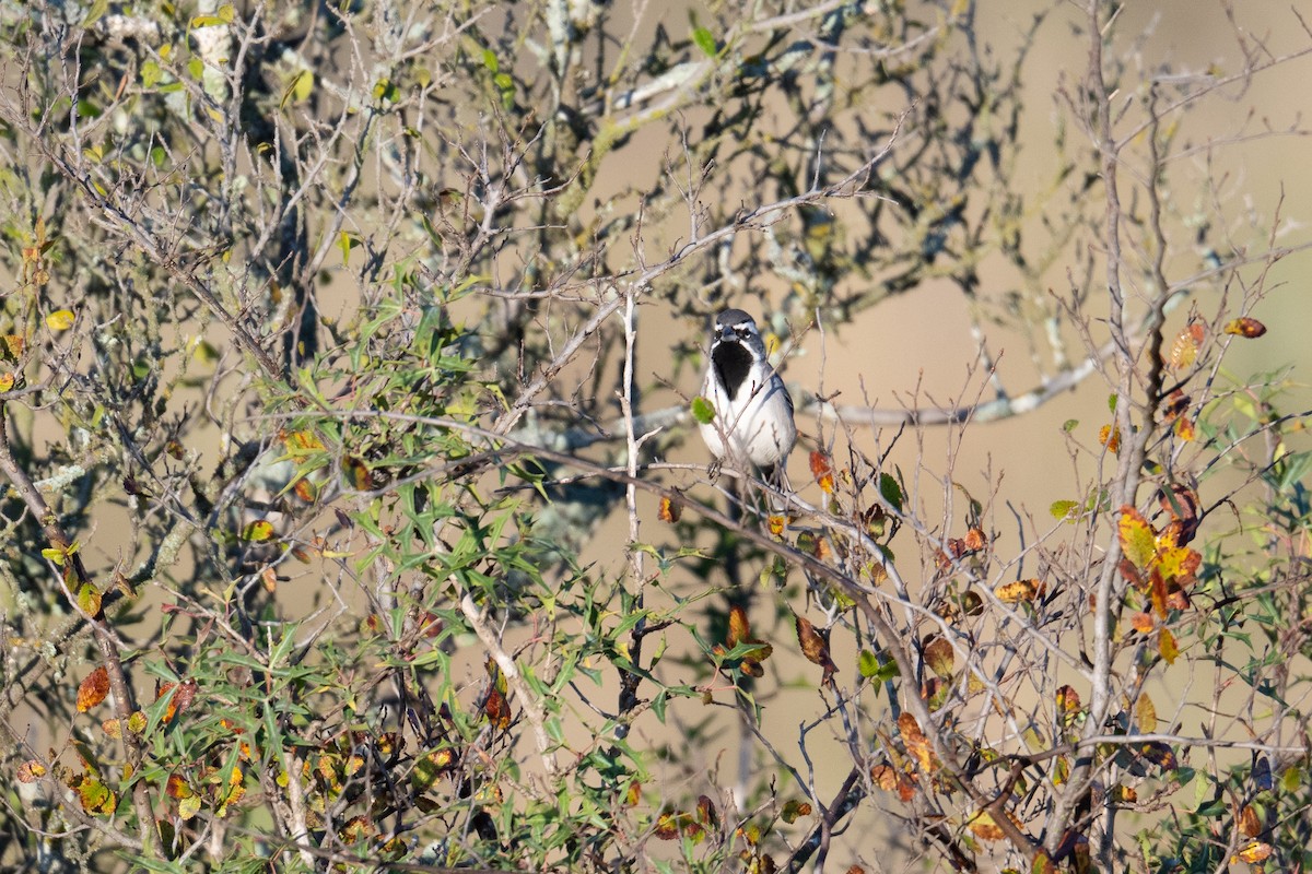 svartstrupespurv - ML644884658