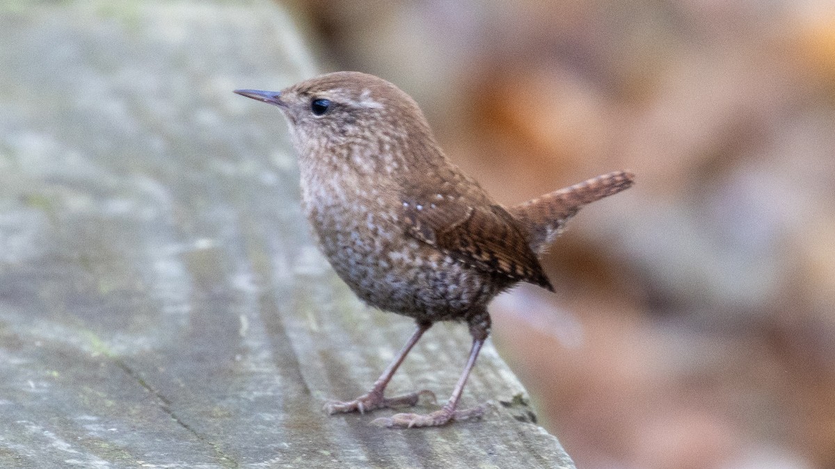 Winter Wren - ML644884666