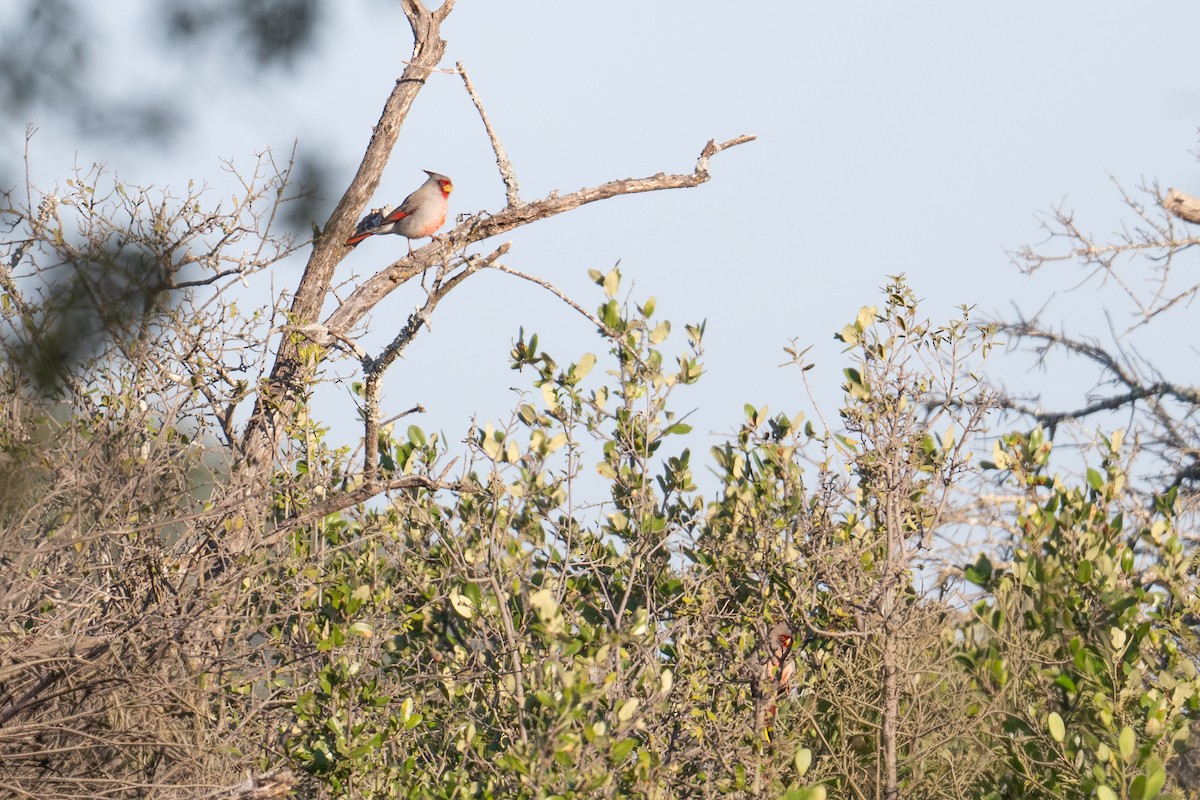 Pyrrhuloxia - ML644884669