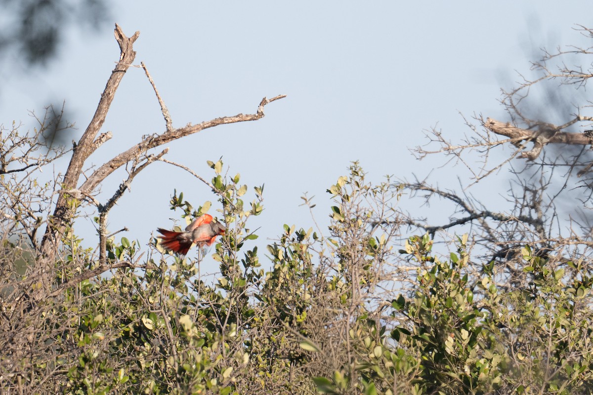 Pyrrhuloxia - ML644884670