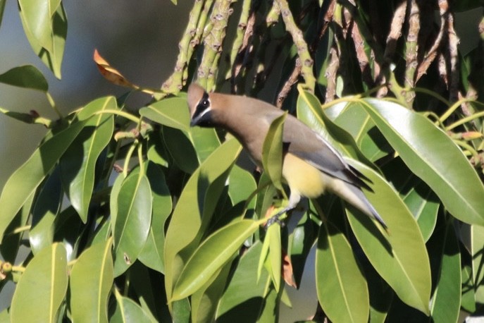 Jaseur d'Amérique - ML644884671