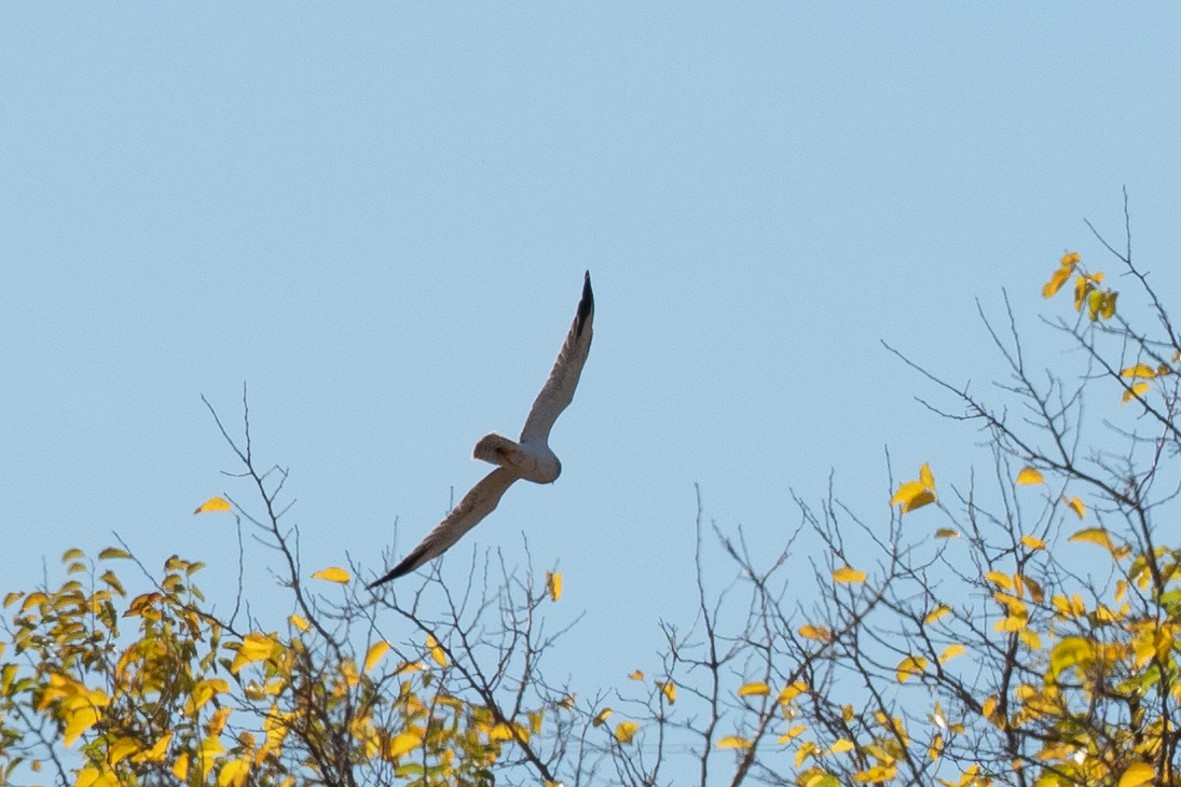 Pallid Harrier - ML644884684