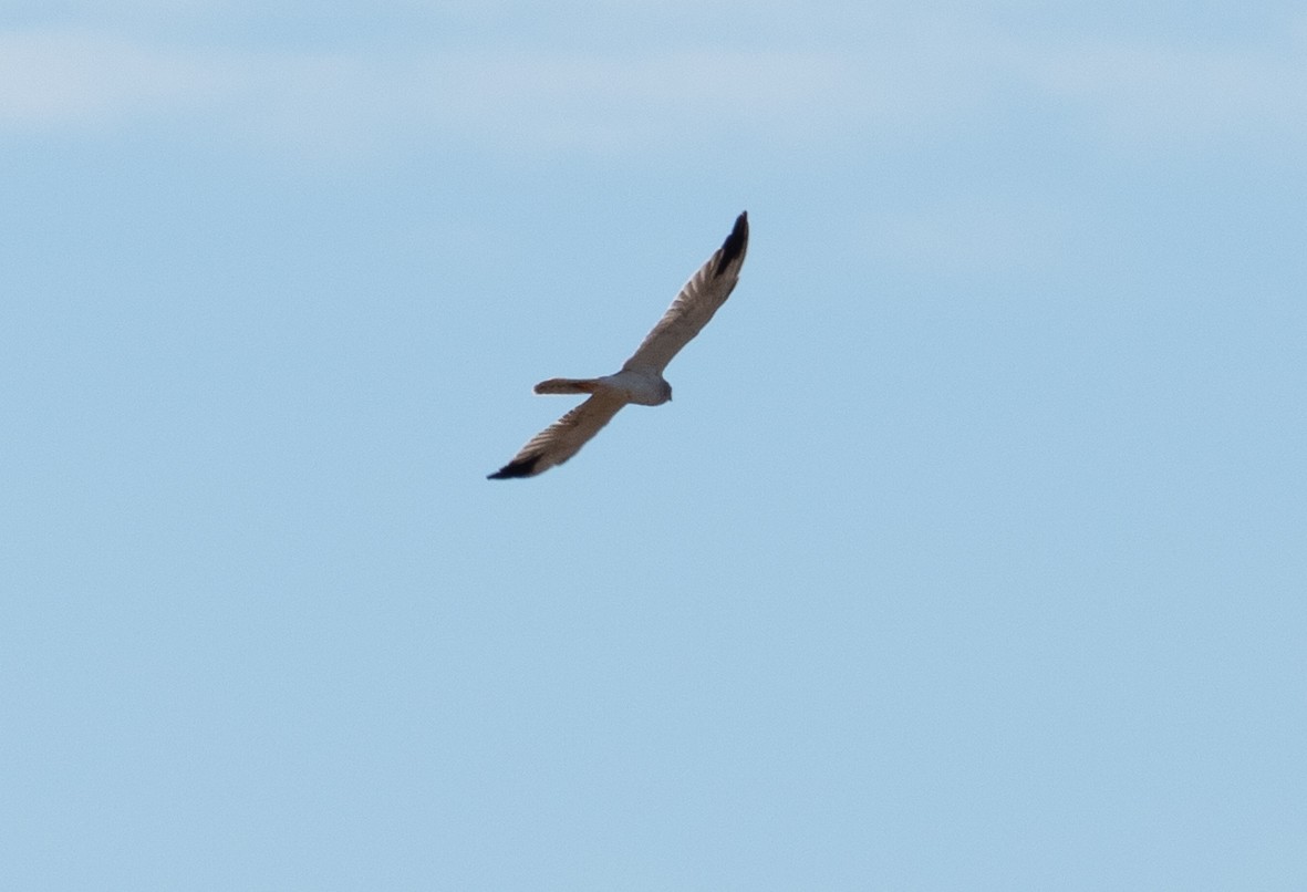 Pallid Harrier - ML644884685
