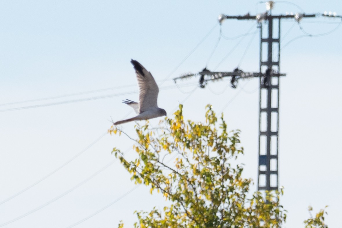Pallid Harrier - ML644884686