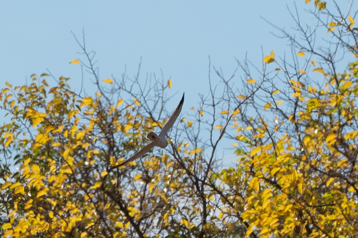 Pallid Harrier - ML644884687