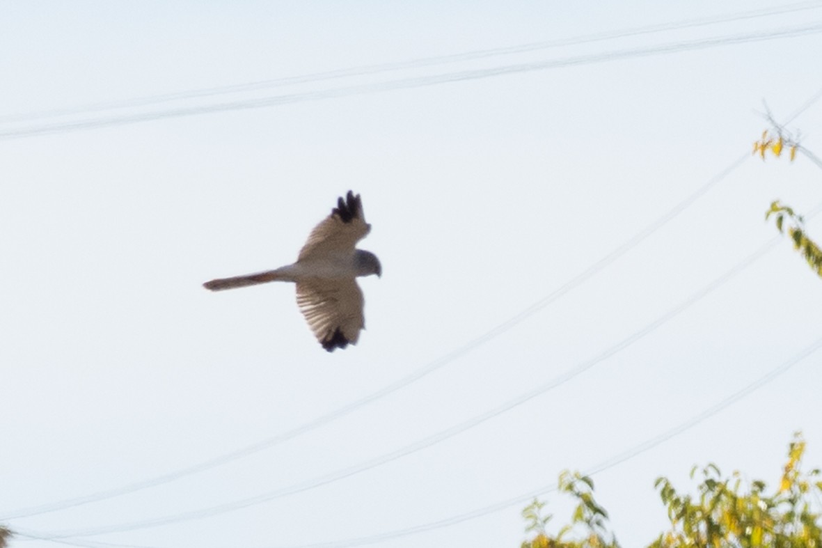Pallid Harrier - ML644884688