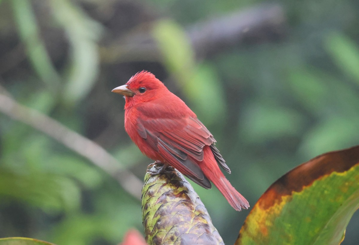 Summer Tanager - ML644884695