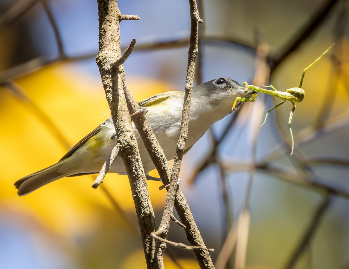 フタスジモズモドキ - ML644884696