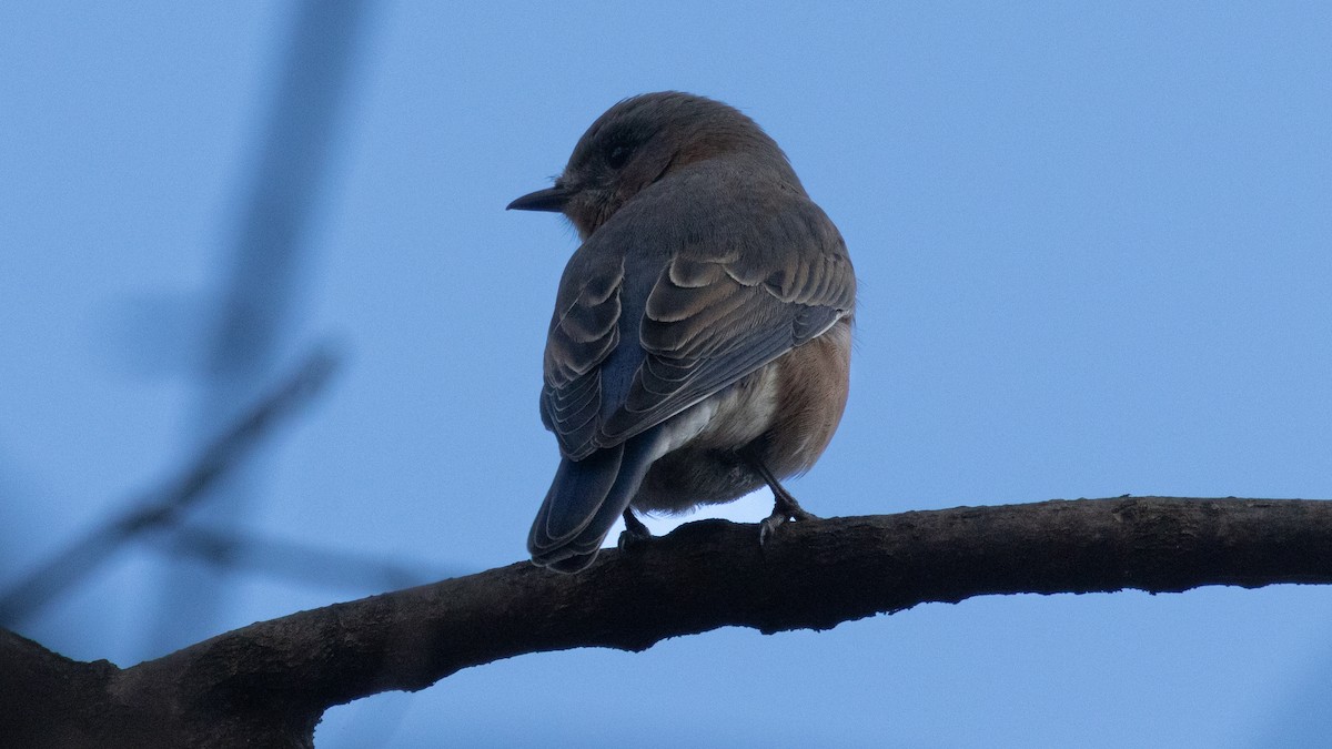 Eastern Bluebird - ML644884697