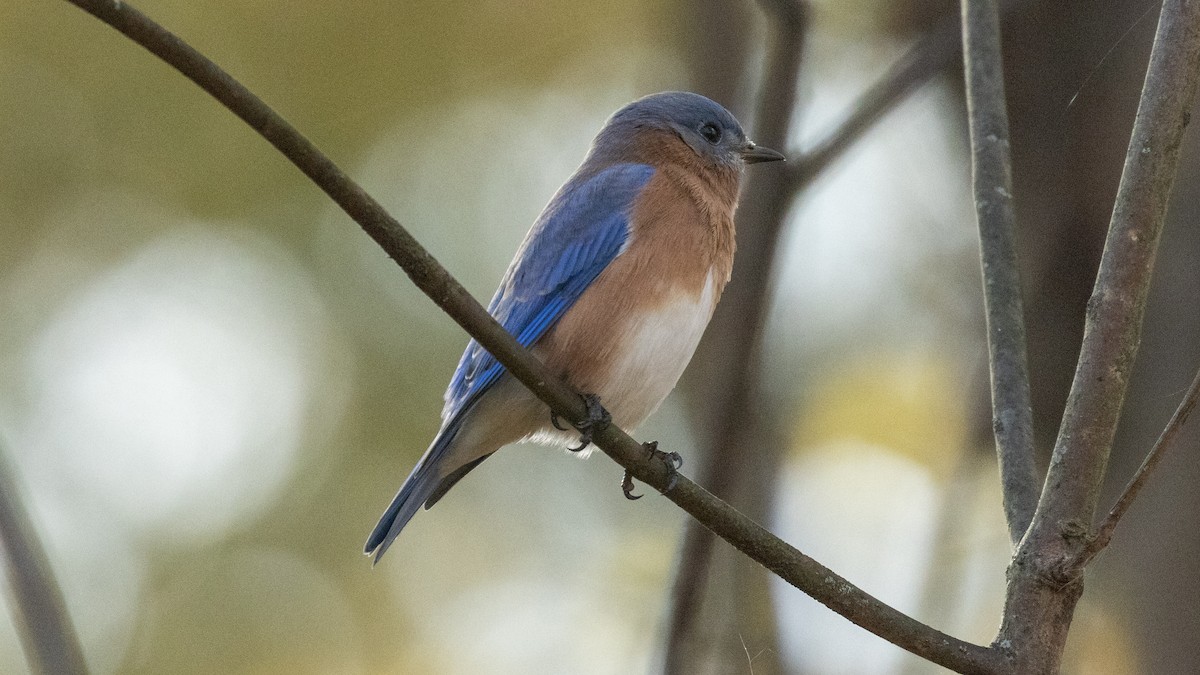 Eastern Bluebird - ML644884699