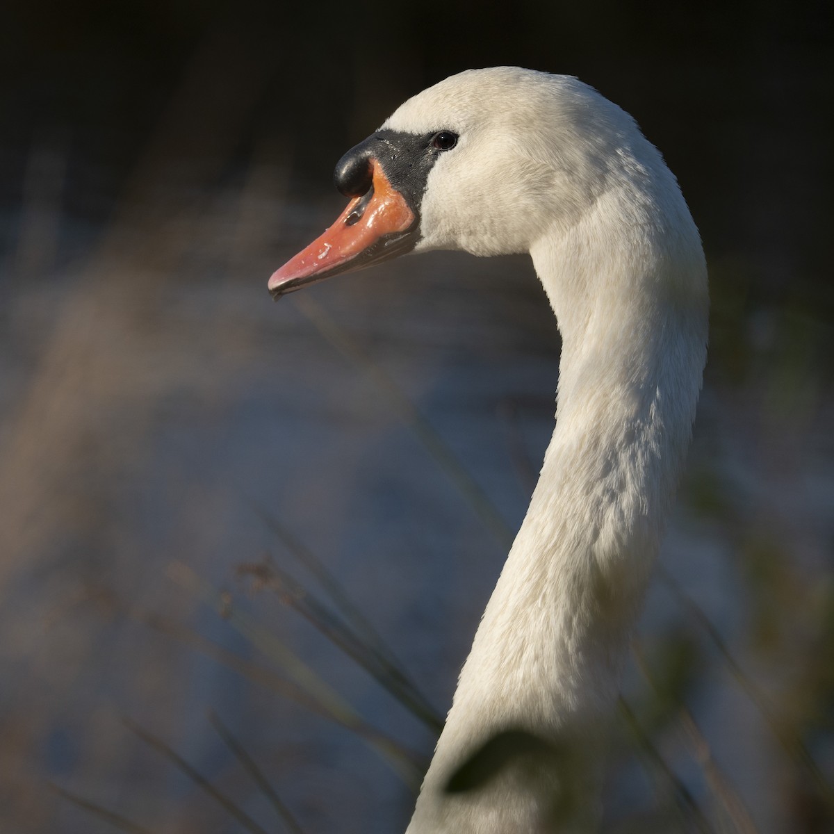 Mute Swan - ML644884702