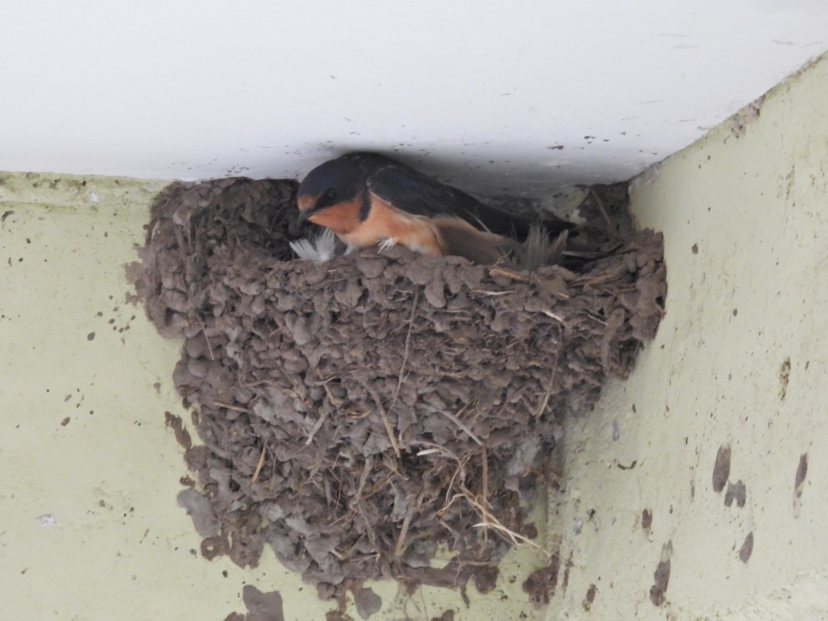 Ластівка сільська - ML644884706