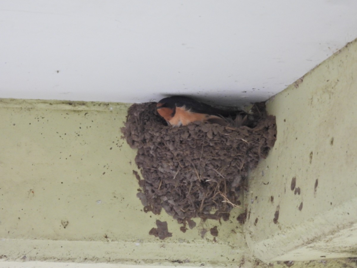 Ластівка сільська - ML644884707