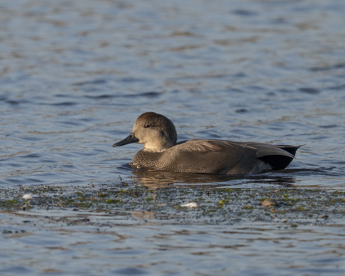 Gadwall - ML644884708