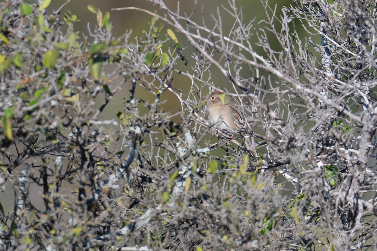 Field Sparrow - ML644884709