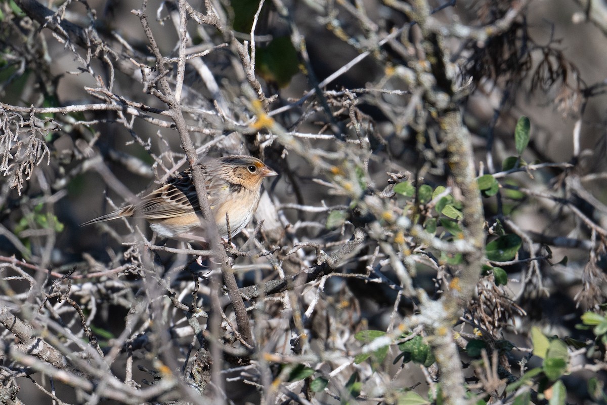 Grasshopper Sparrow - ML644884717