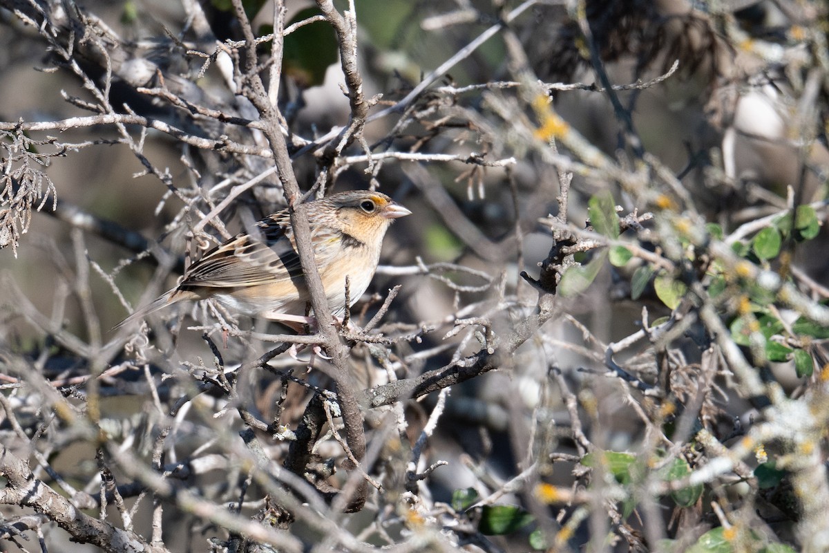 Grasshopper Sparrow - ML644884718