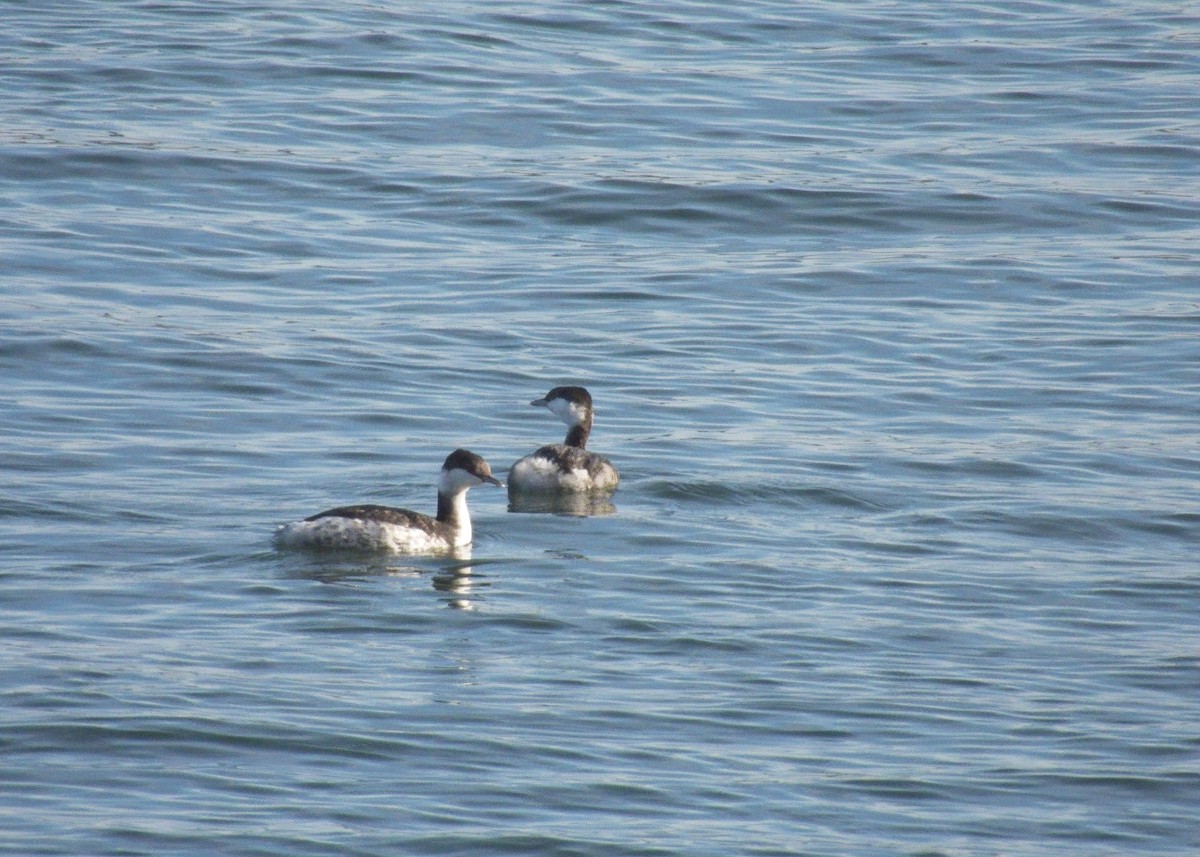 Zampullín Cuellirrojo - ML644884720