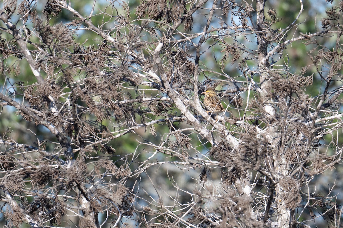 Savannah Sparrow - ML644884727