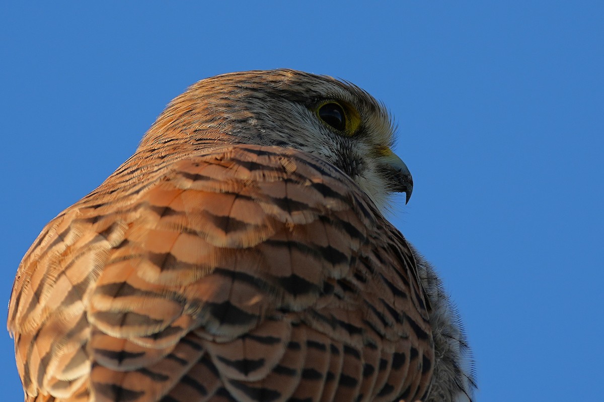 Eurasian Kestrel - ML644884750
