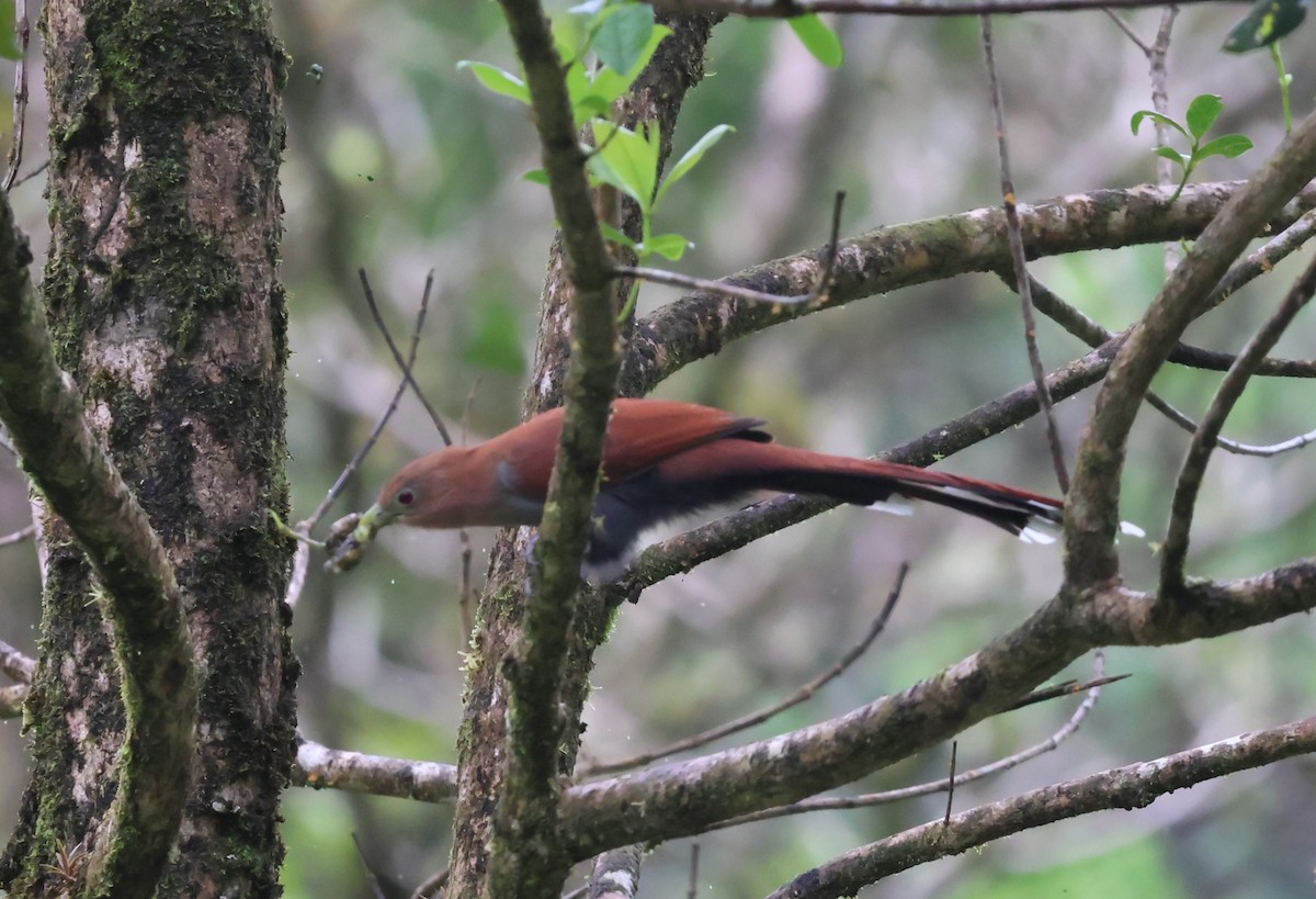 Common Squirrel-Cuckoo - ML644884752
