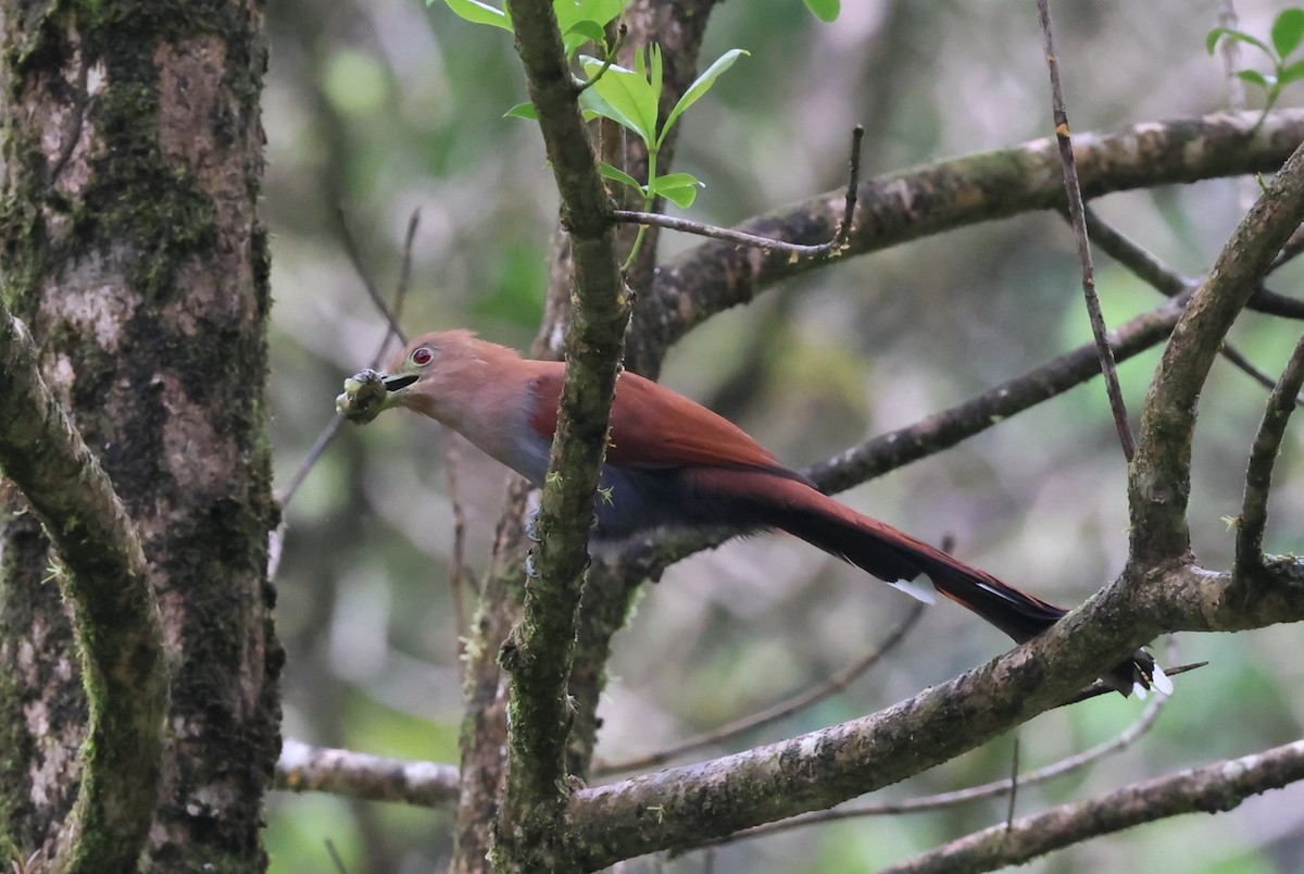 Common Squirrel-Cuckoo - ML644884753