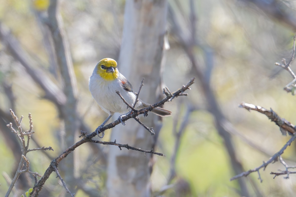 Verdin - ML644884758