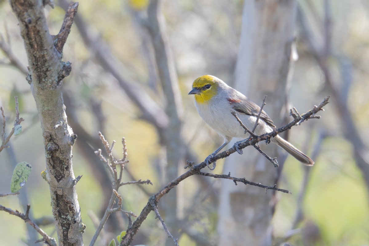 Verdin - ML644884759